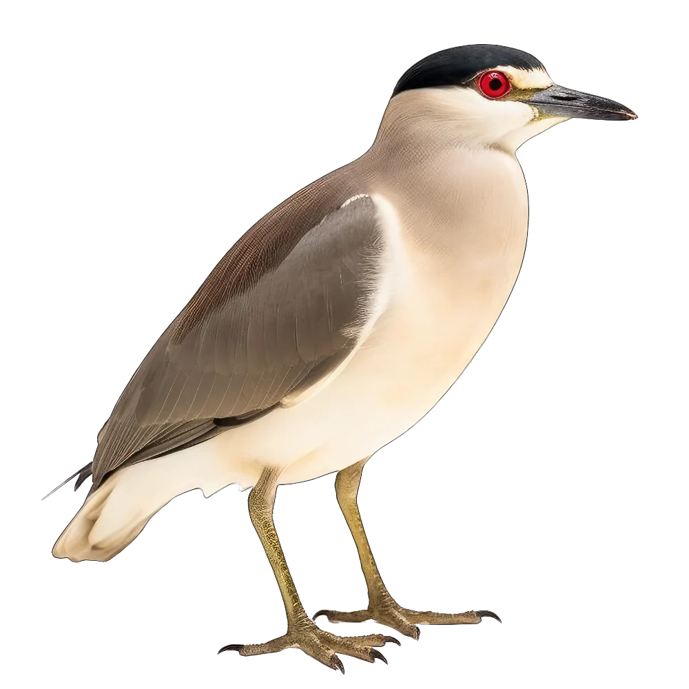 Black-crowned night-heron bird 1- paitakuva