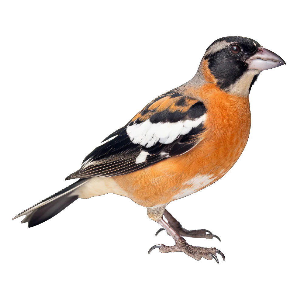 Black-headed grosbeak bird 2- paitakuva