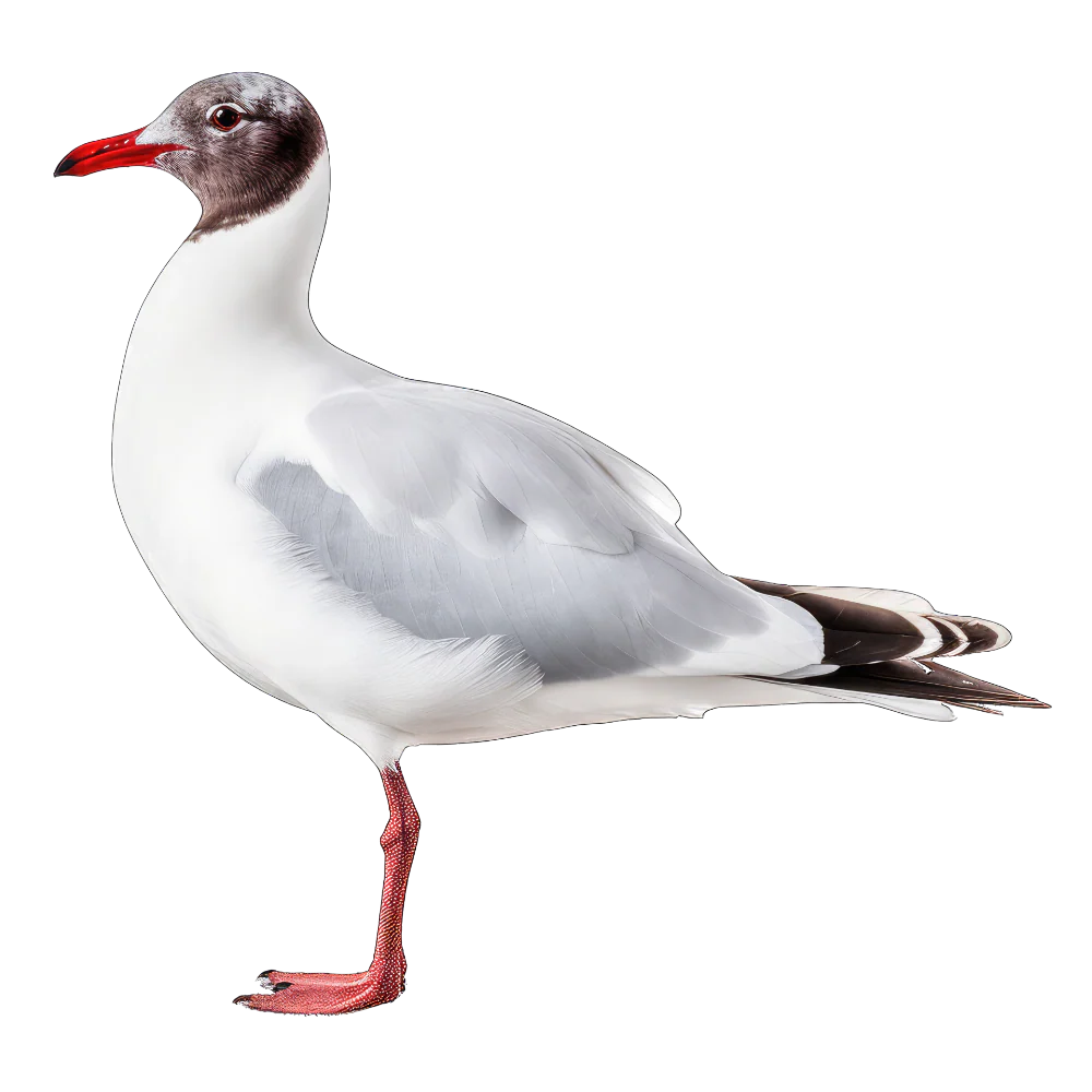 Black-headed gull bird 1- paitakuva