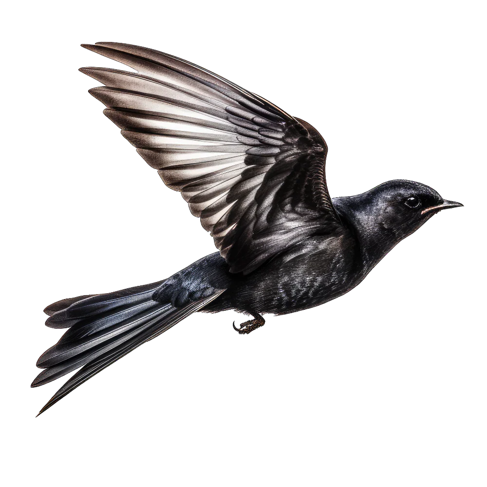 Black swift bird 1- paitakuva