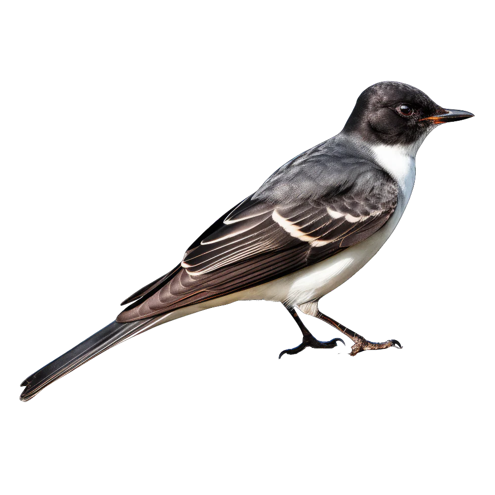 Eastern kingbird bird 1- paitakuva