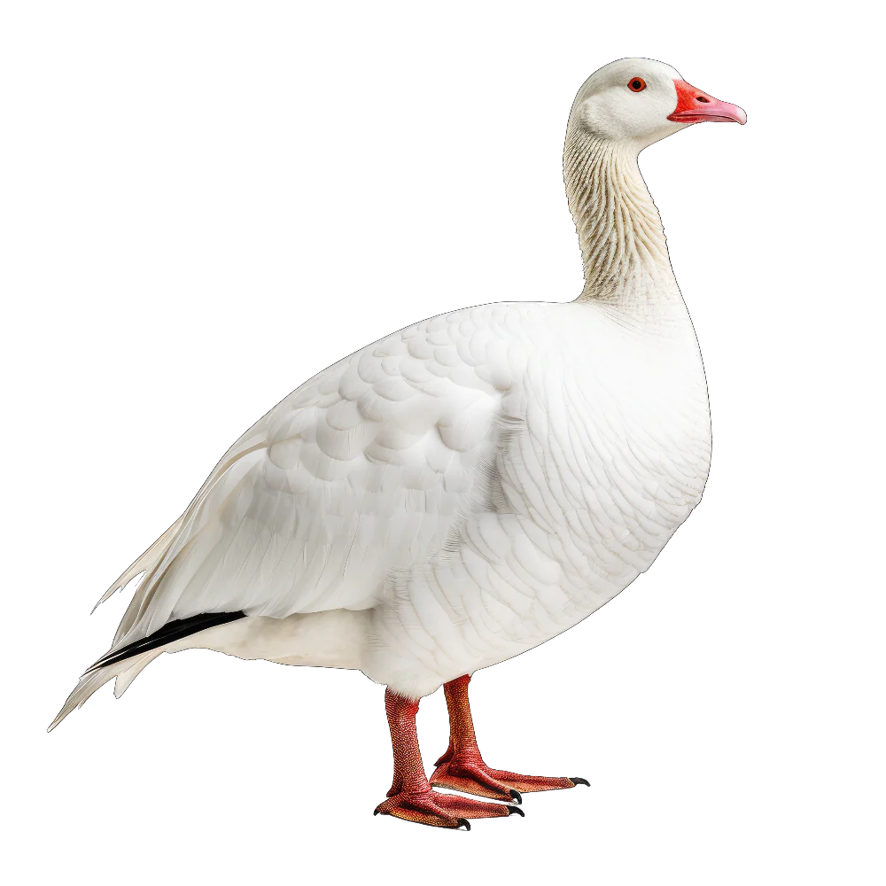 Emperor goose bird 1- paitakuva