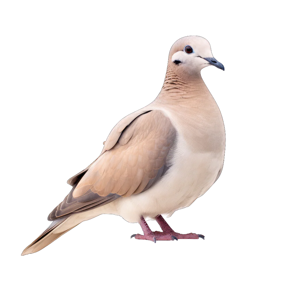 Eurasian collared-dove bird 1- paitakuva