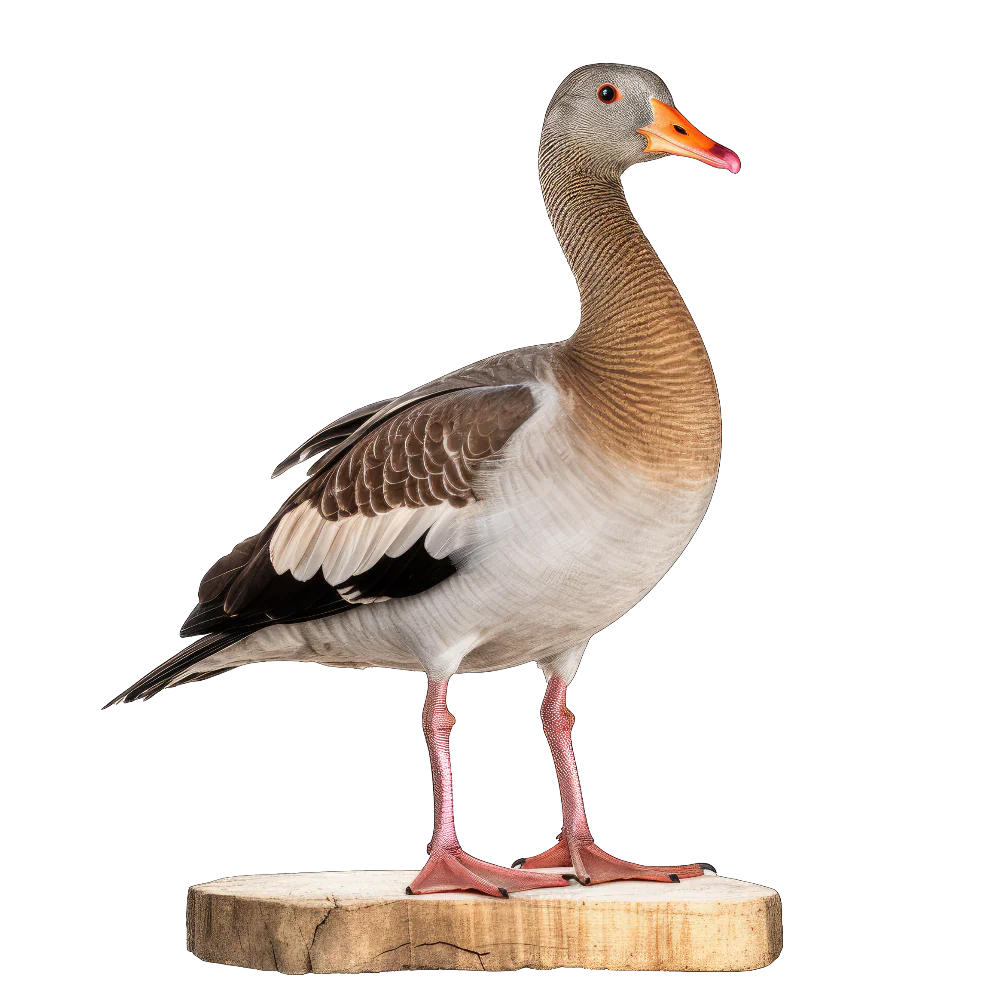 Greater white-fronted goose bird 1- paitakuva