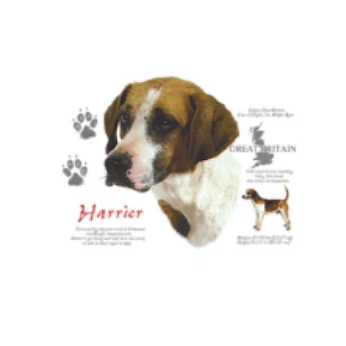 HARRIER (4693)