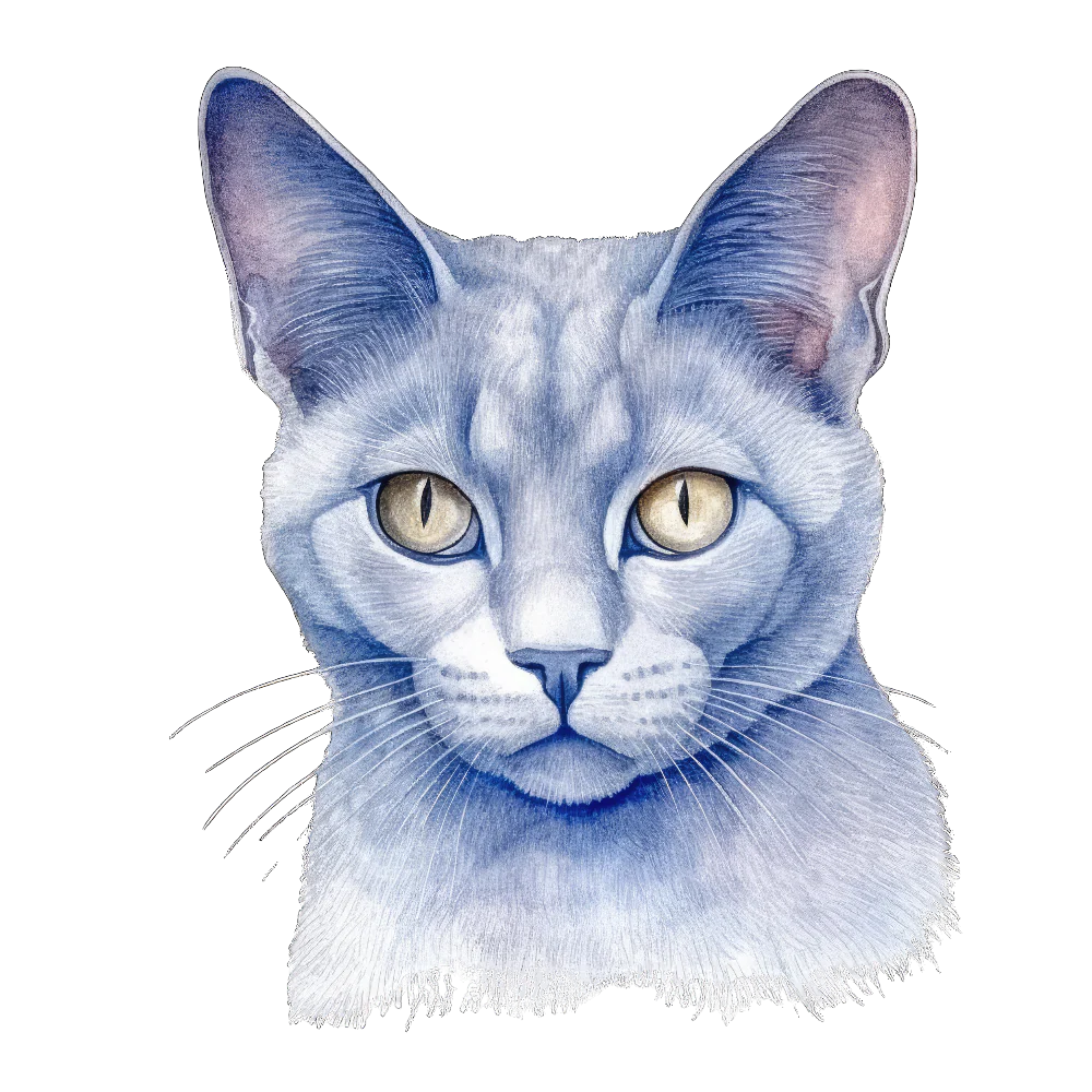 PAINATUS - Belarusian blue cat