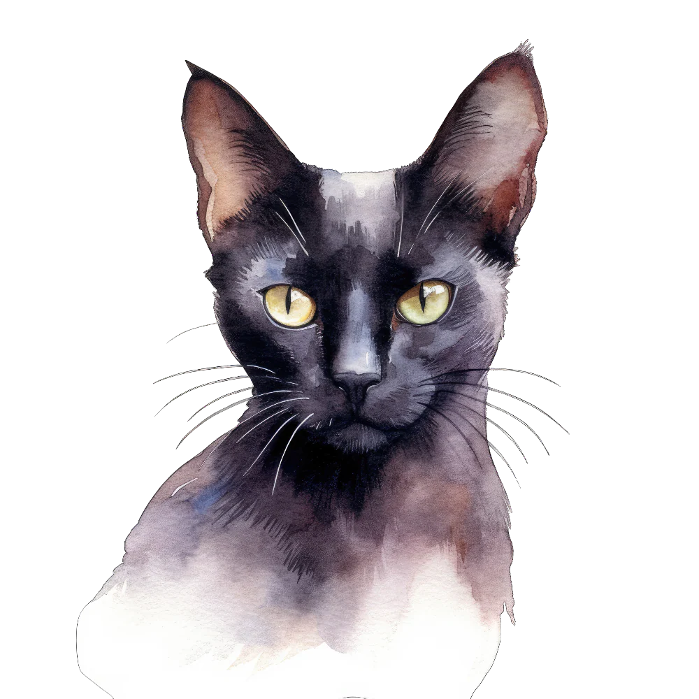 PAINATUS - Bombay sable cat