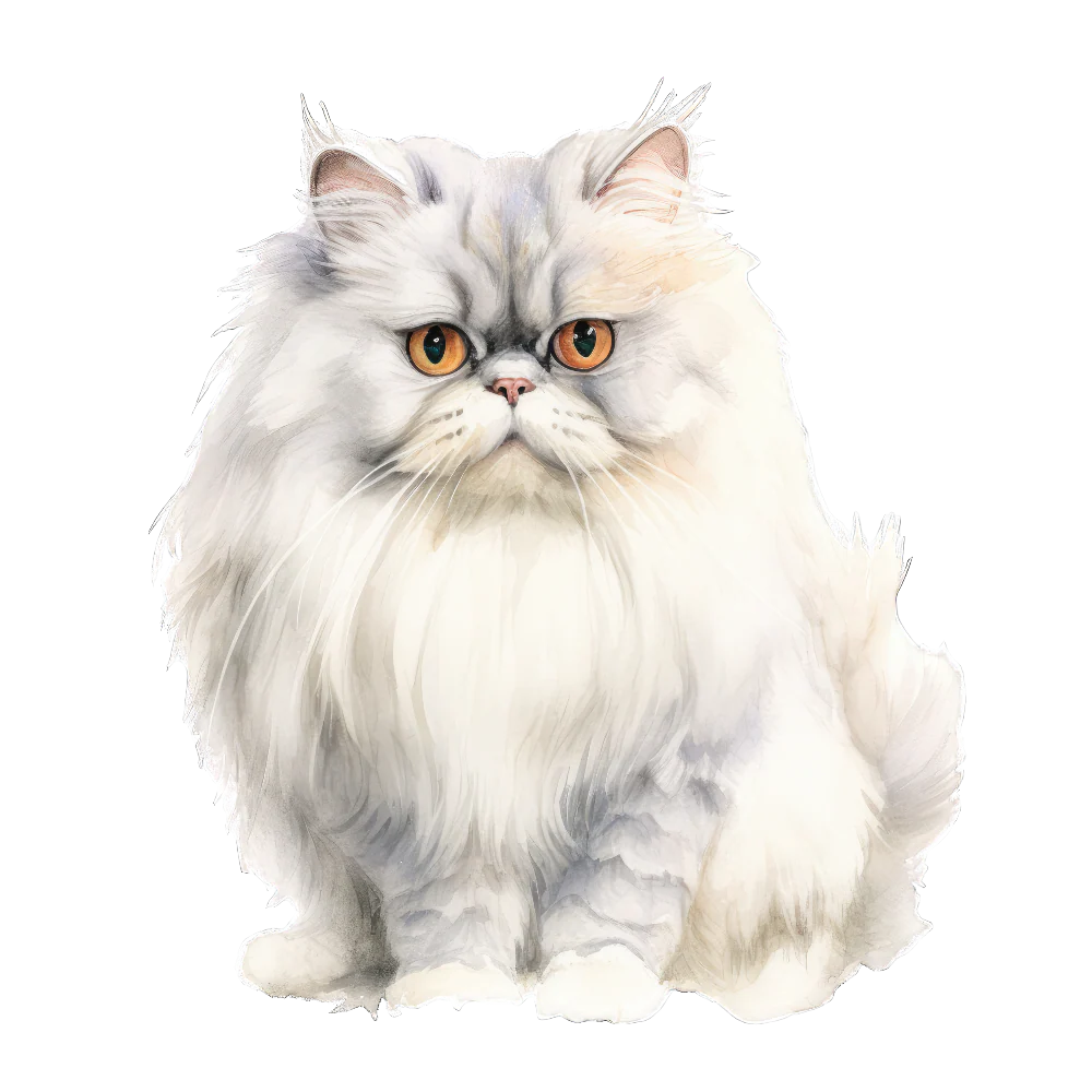 PAINATUS - Chinchilla persian cat