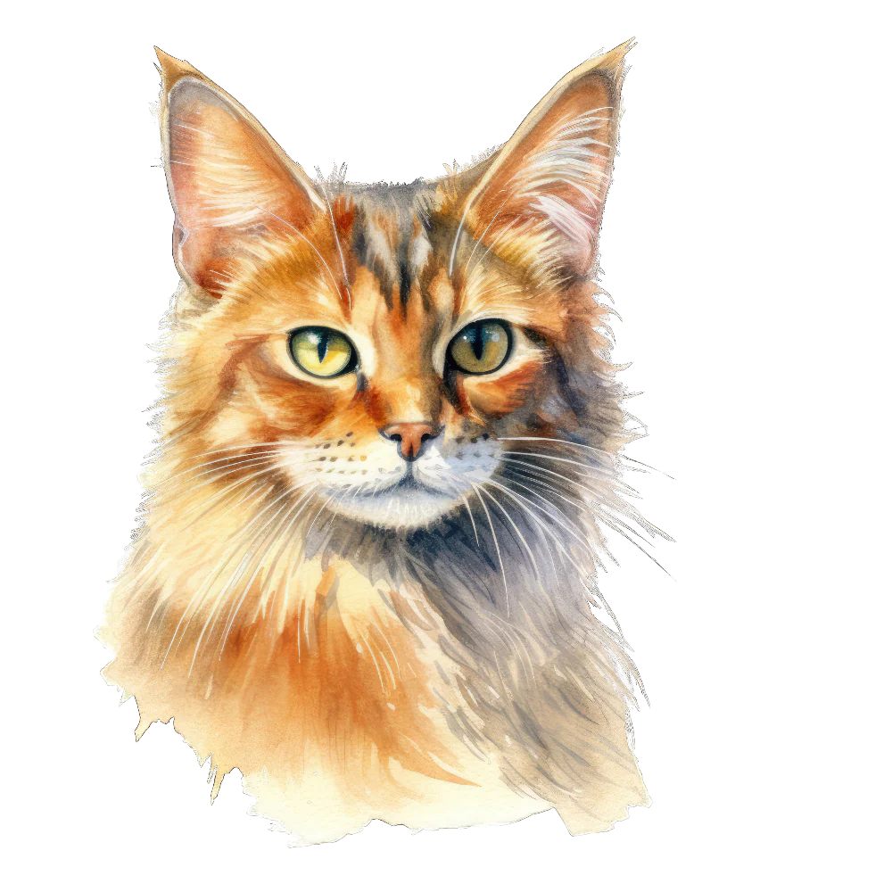 PAINATUS - Somali cat