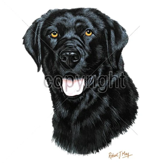 LAB, BLACK (13754)