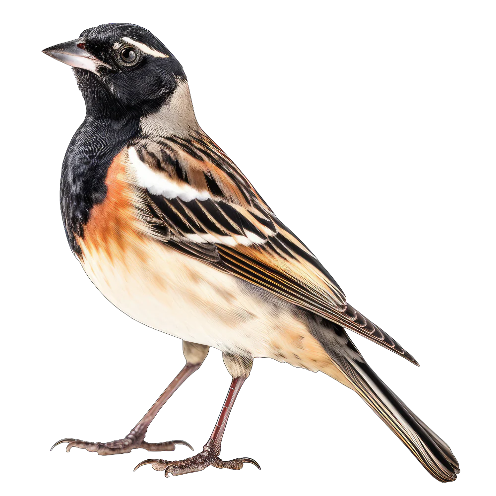 Lark bunting bird 1- paitakuva
