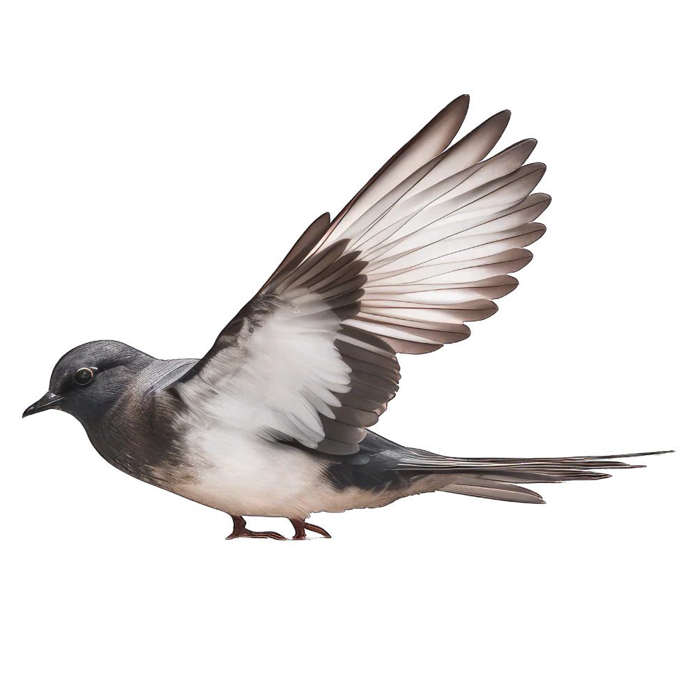 Least storm-petrel bird 1- paitakuva
