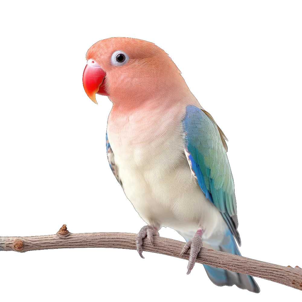 Rosy-faced lovebird bird 1- paitakuva