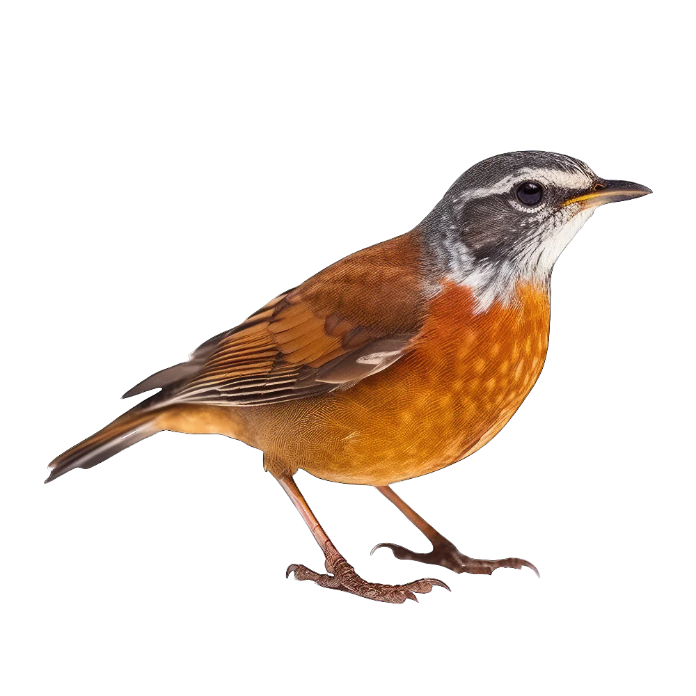 Rufous-backed robin bird 1- paitakuva