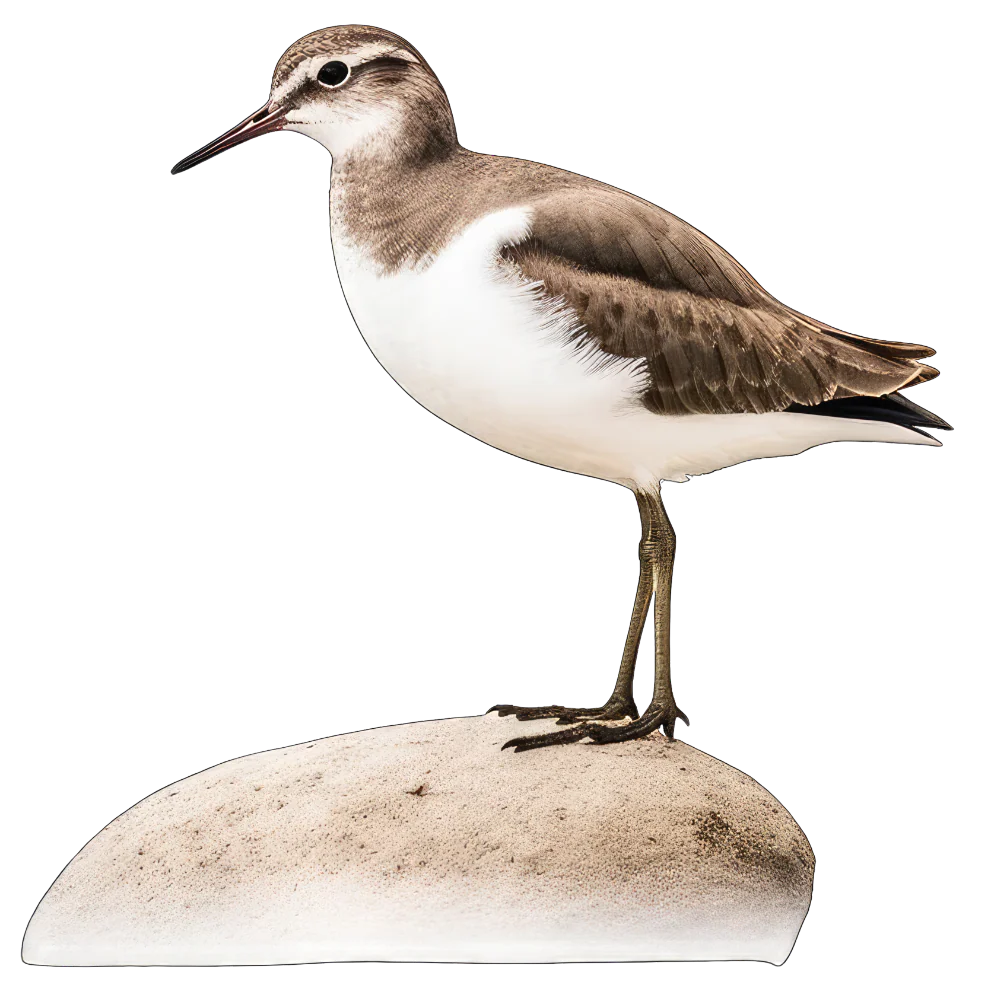 Solitary sandpiper bird 1- paitakuva