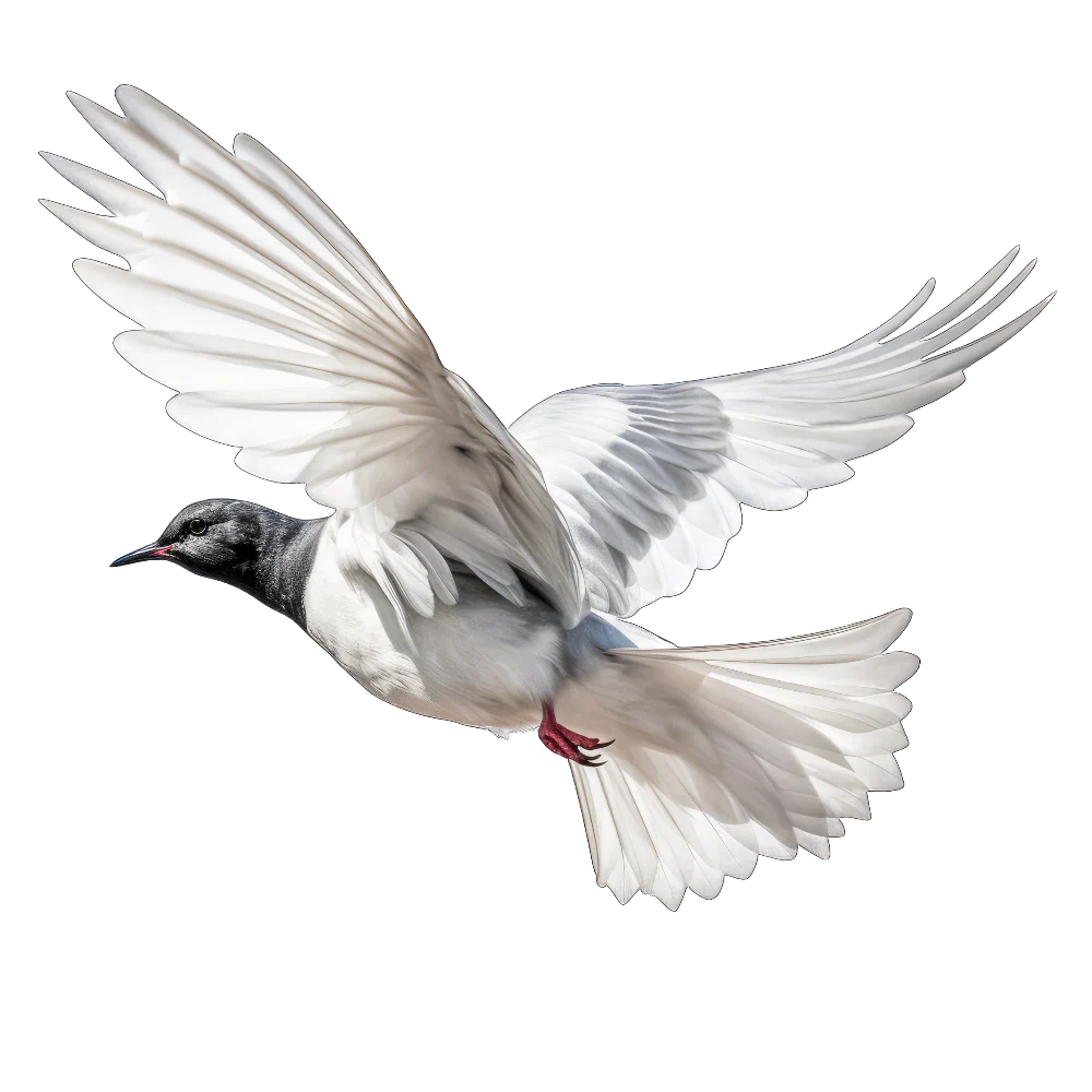 White-winged tern bird 1- paitakuva
