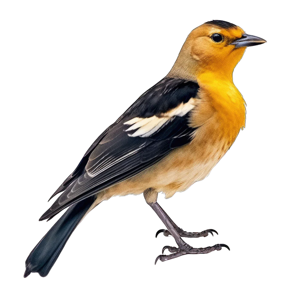 Yellow-headed blackbird bird 3- paitakuva